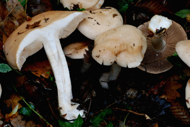 uscita prima della nevicata